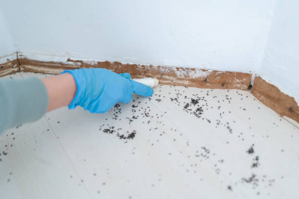 Best Real Estate Pest Inspections  in Brooklawn, NJ